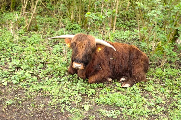 441e Individuele Wandeltocht RS80 nr. 1
